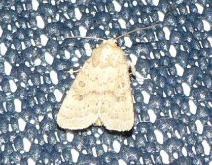 gewone stofuil.jpg - Gewone stofuil - Hoplodrina octogenaria